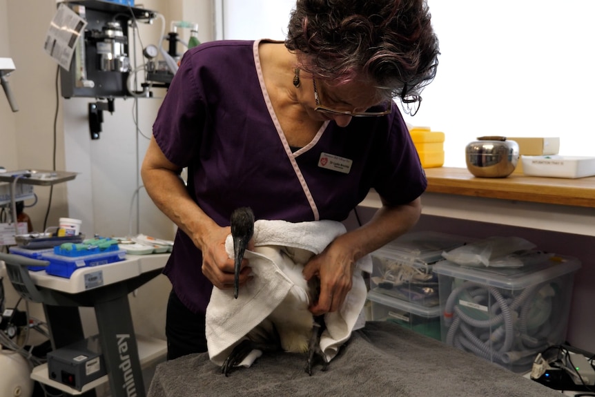 A woman holds and inspects and ibis on a towel-covered table inside a clinic