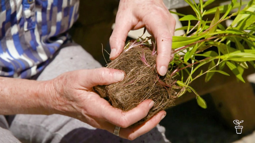 Hands holding pot plant with pot removed showing tangled roots
