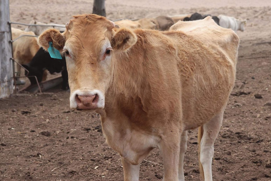 A cow in a dirt-bare paddock stares at the camera, other cows further away