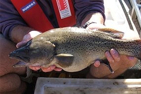 A person sitting in a tinnie holding large brown fish with spots