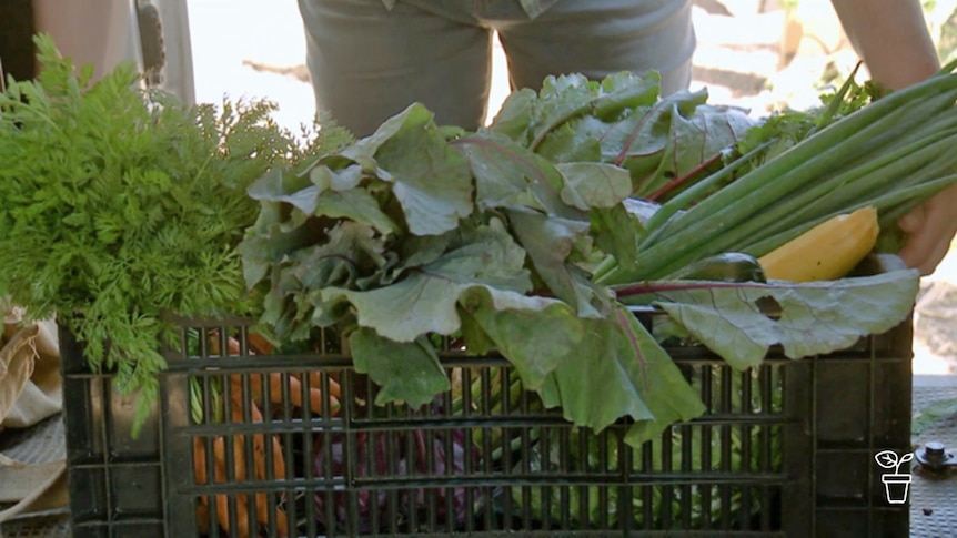 Person picking up a crate of vegetables