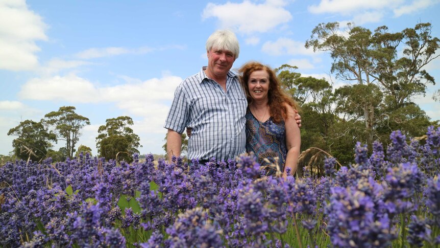 a couple stand in front of a row of lavender