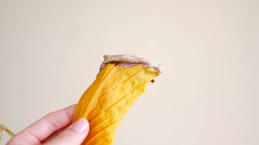 Close-up of dead tip of yellowed indoor plant for story about common problems with these plants.