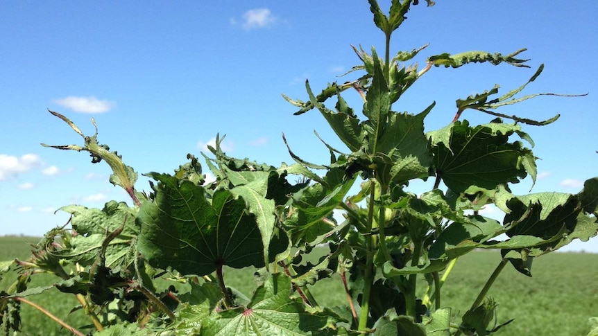 A cotton plant affected by spray drift