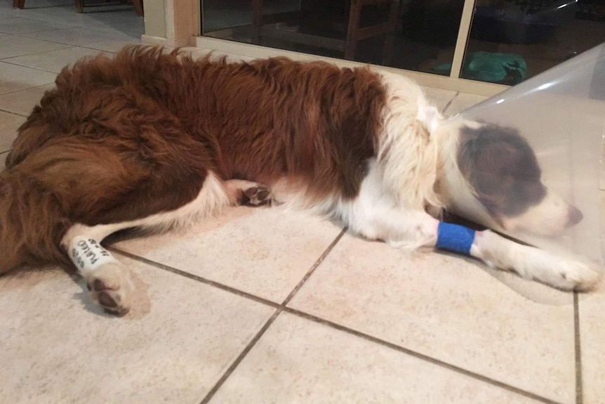A border collie with a cone around his head and a scar on his stomach