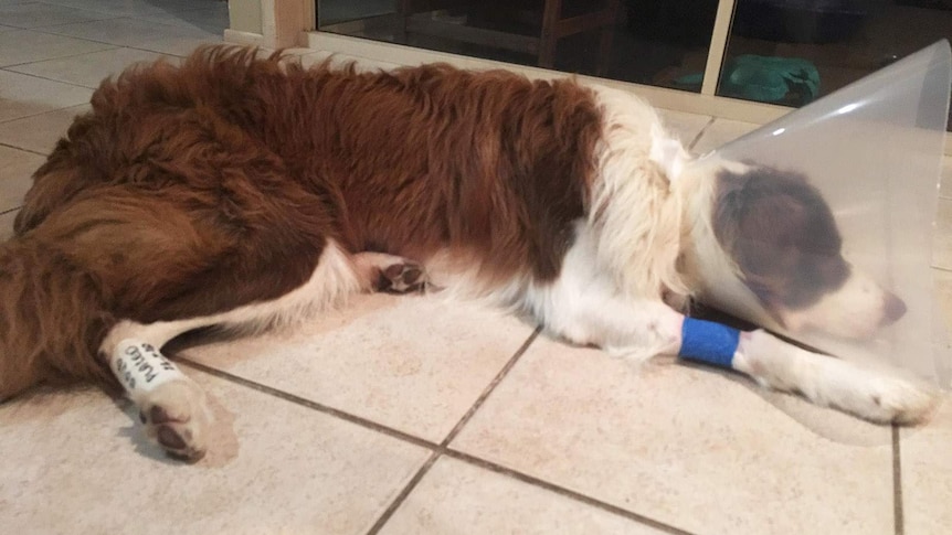 A border collie with a cone around his head and a scar on his stomach