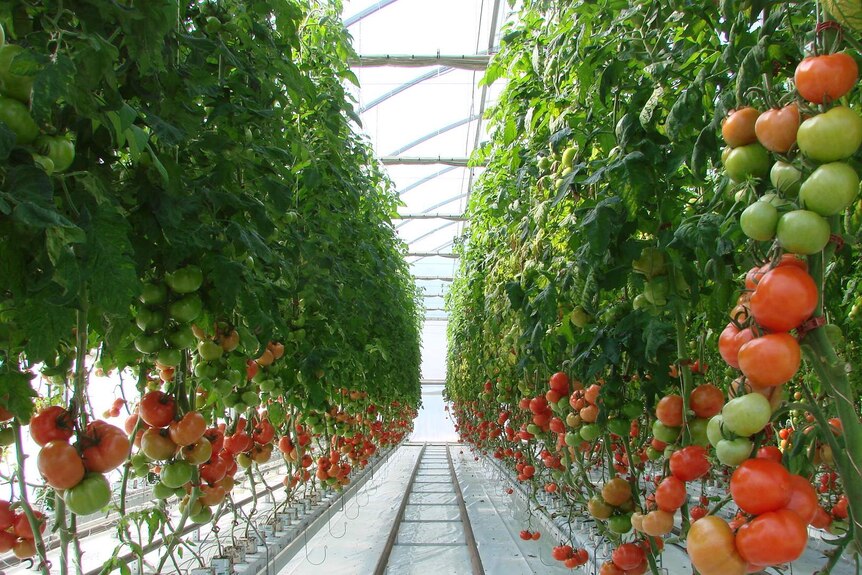 row of tomatoes at hydroponic farm