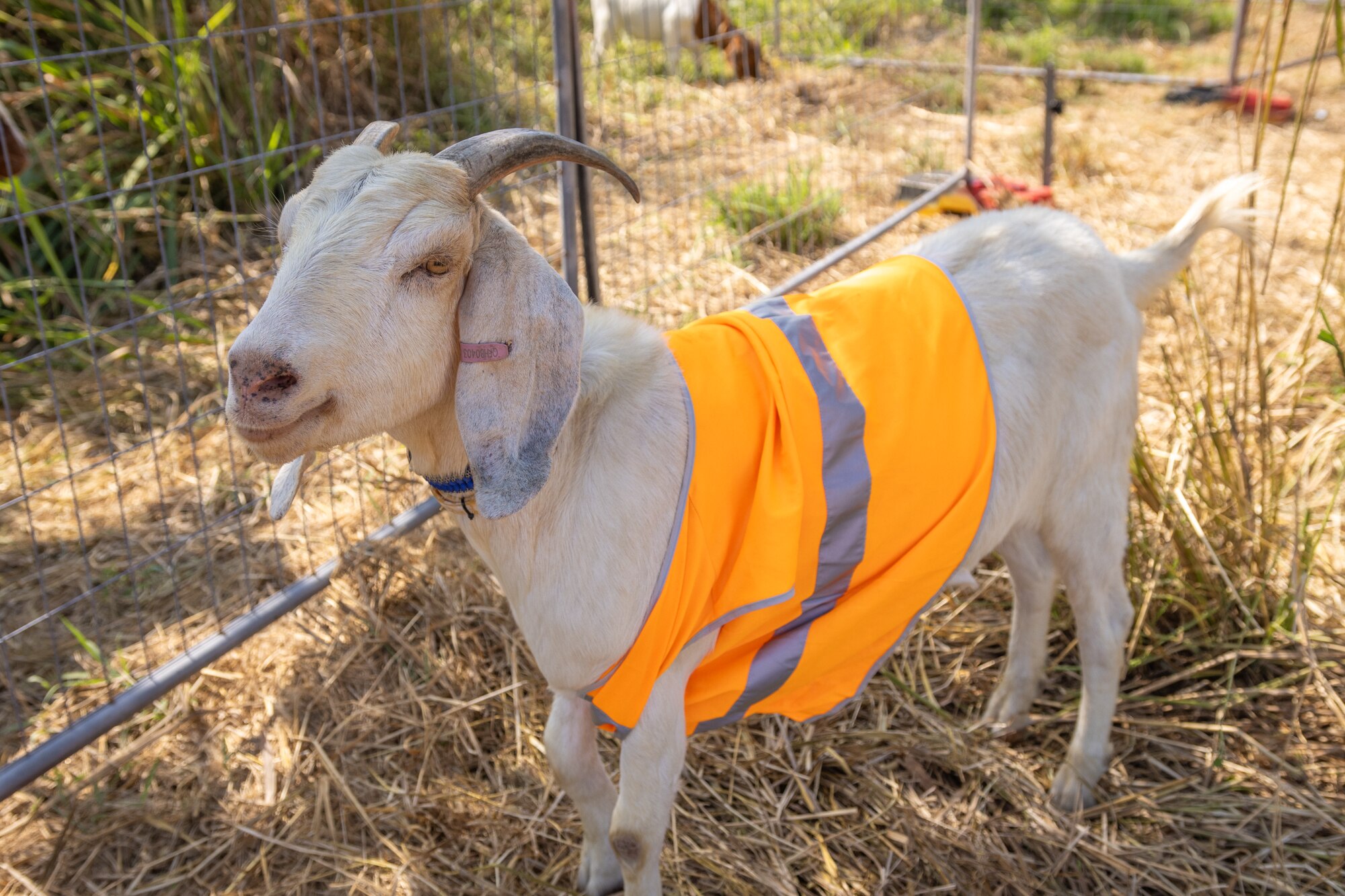goat in hi-viz vest.