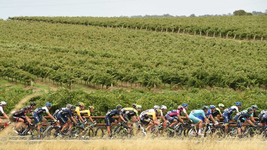 Tour Down Under riders go through vineyards on stage one from Tanunda