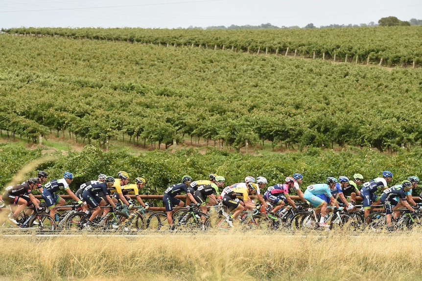 Tour Down Under riders go through vineyards on stage one from Tanunda