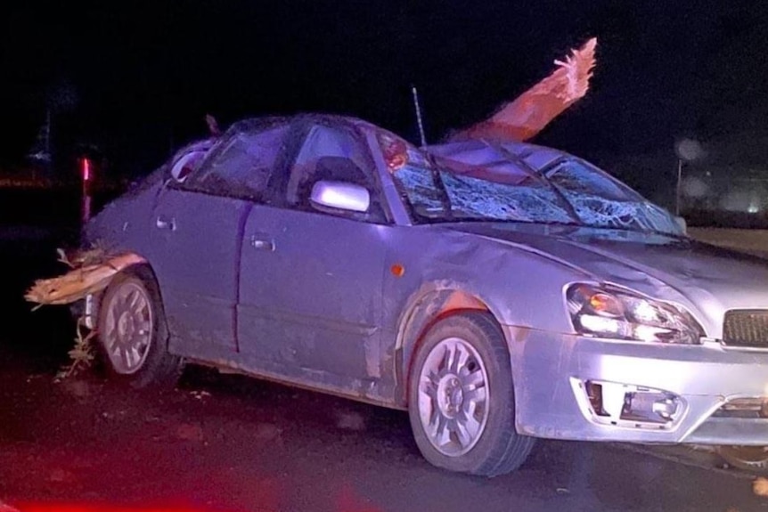 A purple car with a tree branch rammed through the roof and sticking out the wheel arch.