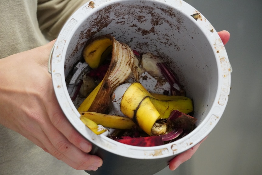 A bucket containing banana peel and other food scraps is seen