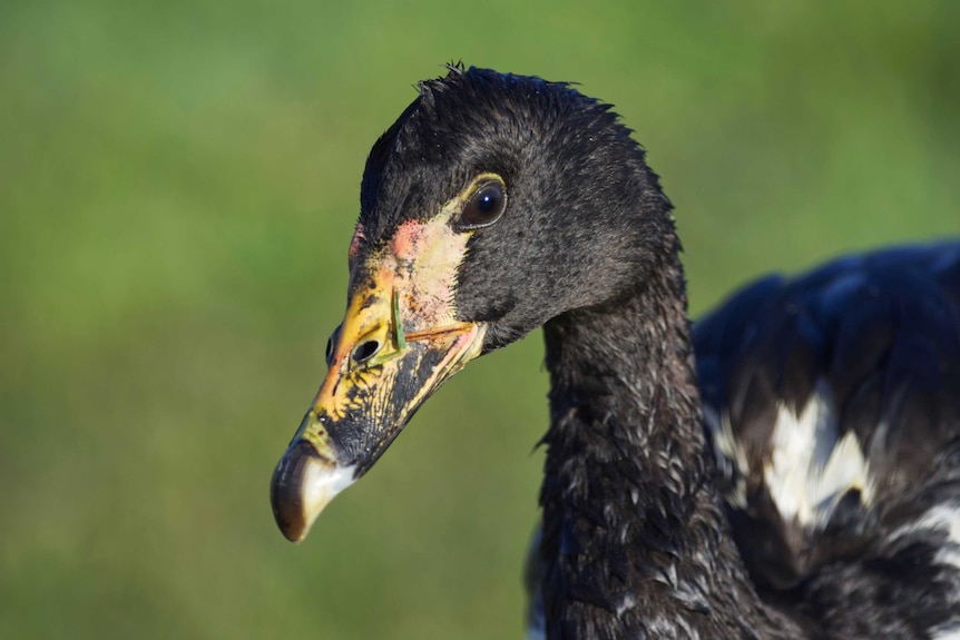 a close up shot of a magpie goose
