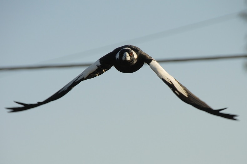 A flying magpie, viewed from the front.