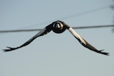 Swooping magpie