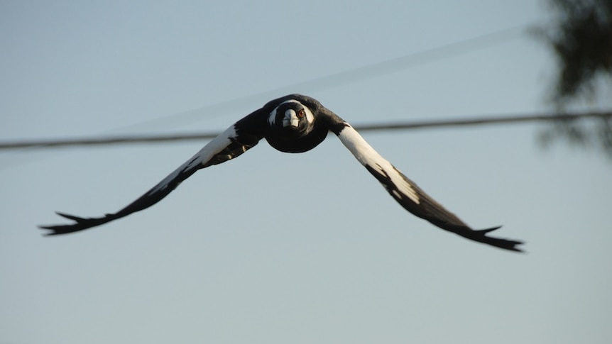 A flying magpie, viewed from the front.