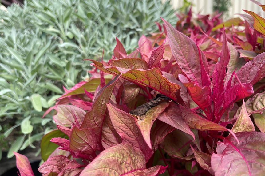 A reddish-tinged shrub in a garden in front of a sage plant.