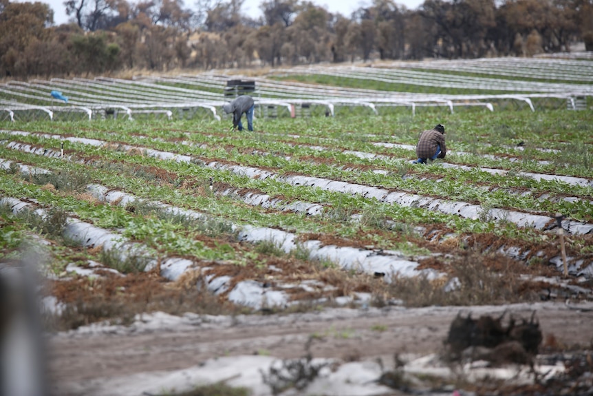 Workers assess how much of the strawberry plantation can be salvaged