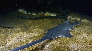 grey sawfish swimming just above a stony riverbed