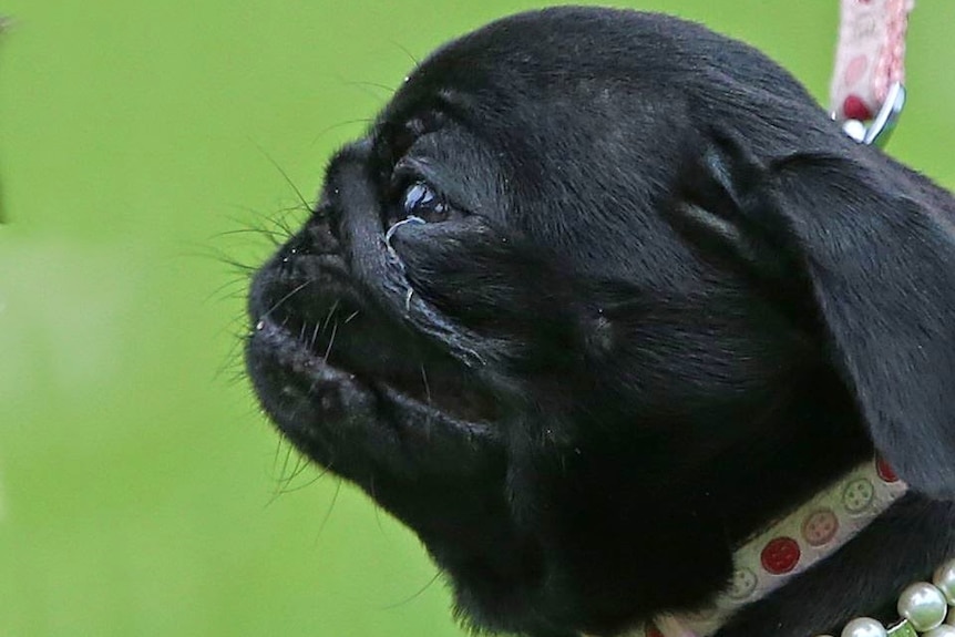 Side view of small, black dog with no visible nose and closed mouth looking ahead. Around its neck is collar and pearl necklace.