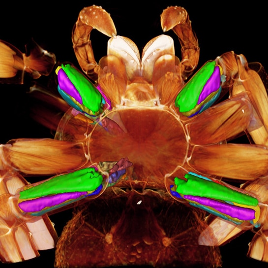 Scientists study the muscles of the Karaops spider