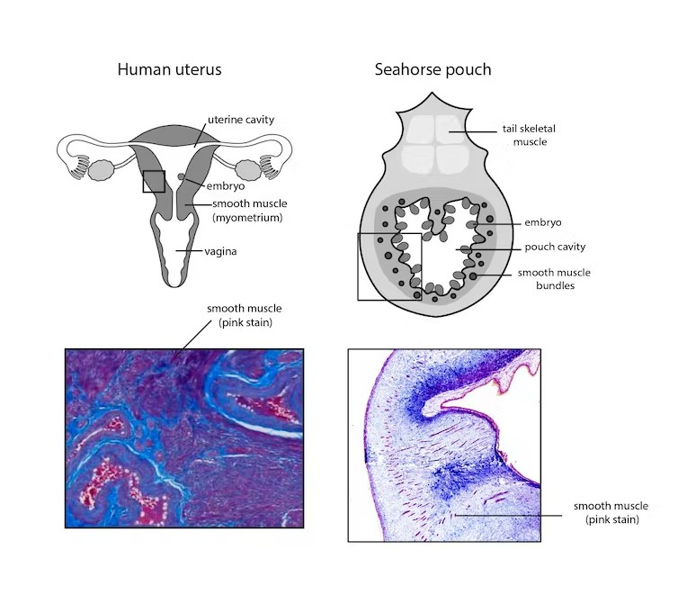 diagram of a human uterus and a seahorse pouch showing red lines where smooth muscle exists