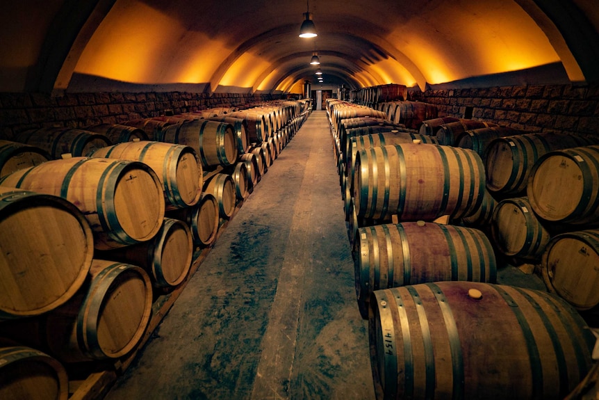 Barrels of wine aging in the cellar of Kanaan wines in Ningxia