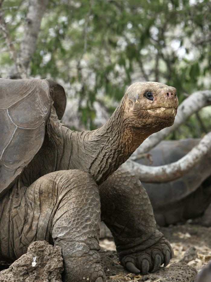 Lonesome George