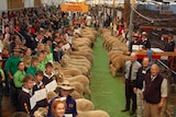 A large shed is filled with people including a long line up of school students all holding on to sheep.