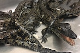 Baby saltwater crocodiles