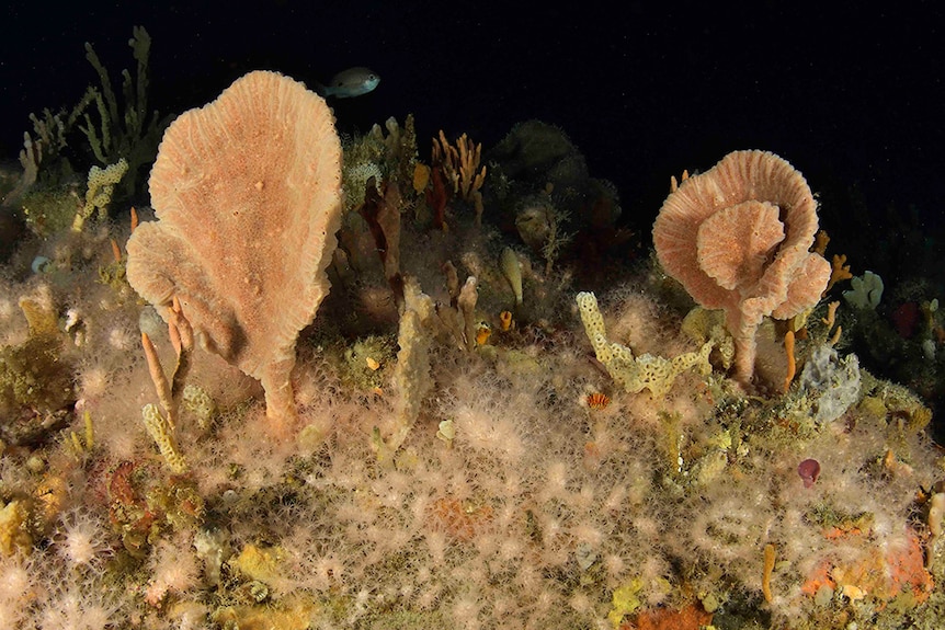 Sponges and soft corals on Joe's Reef