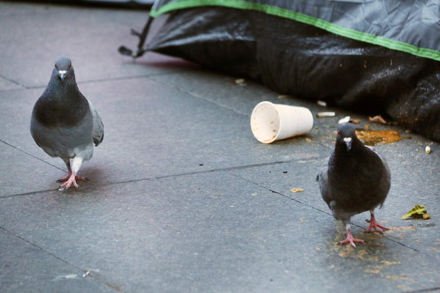 Two birds walk near some rubbish.