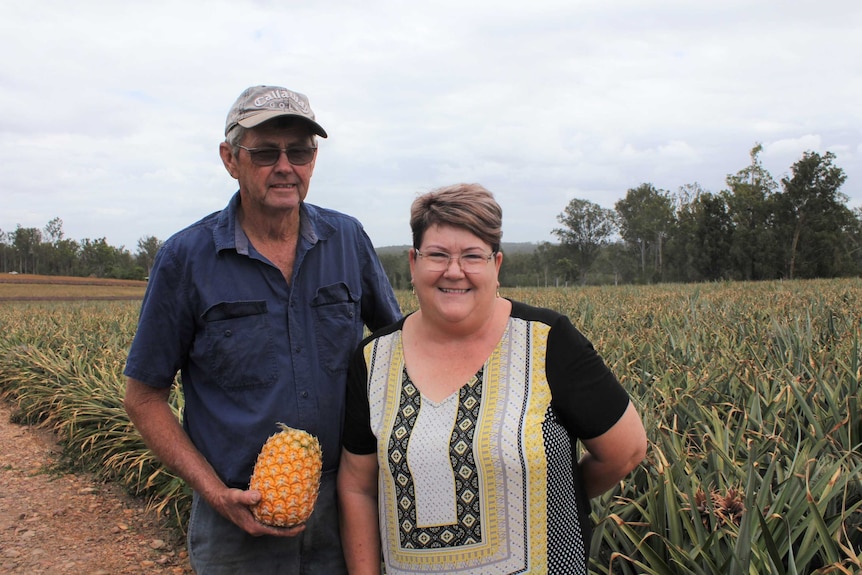 A man in a blue collared shirt and cap, holding a pineapple, stands next to a smiling woman in front of a pineapple crop.