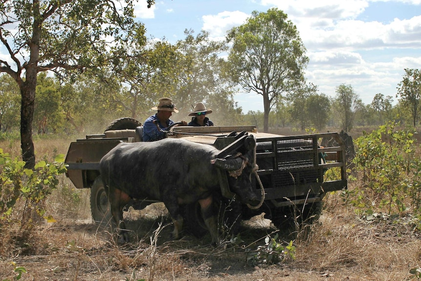 two people in a bull catcher with a buffalo in the bionic arm.