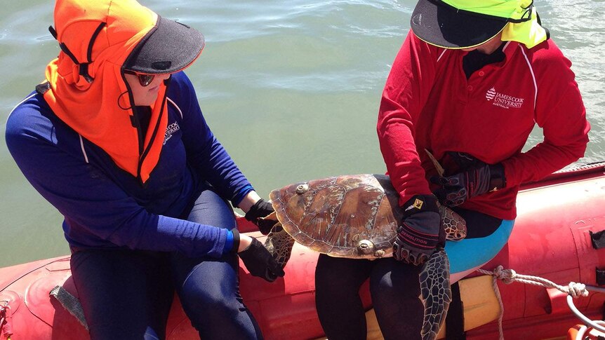 Two researchers in a boat hold a diseased sea turtle in north Queensland
