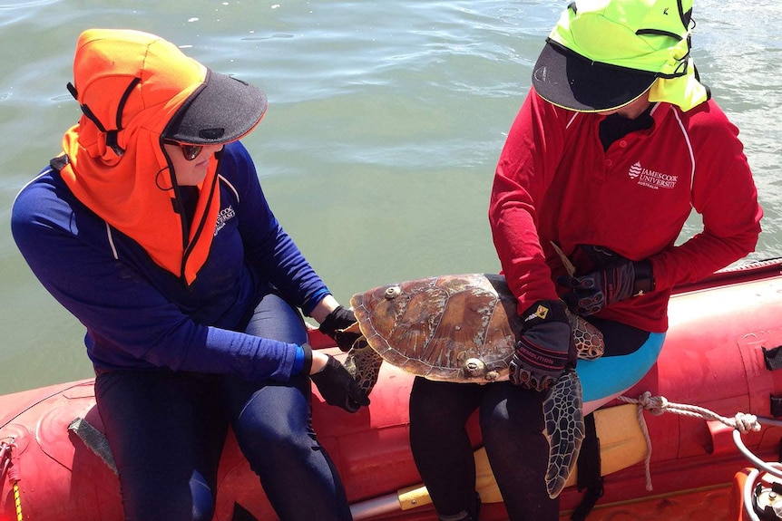 Two researchers in a boat hold a diseased sea turtle in north Queensland