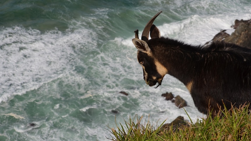A goat looking over a cliff at the ocean.