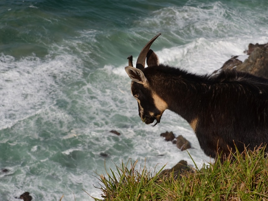 A goat looking over a cliff at the ocean.