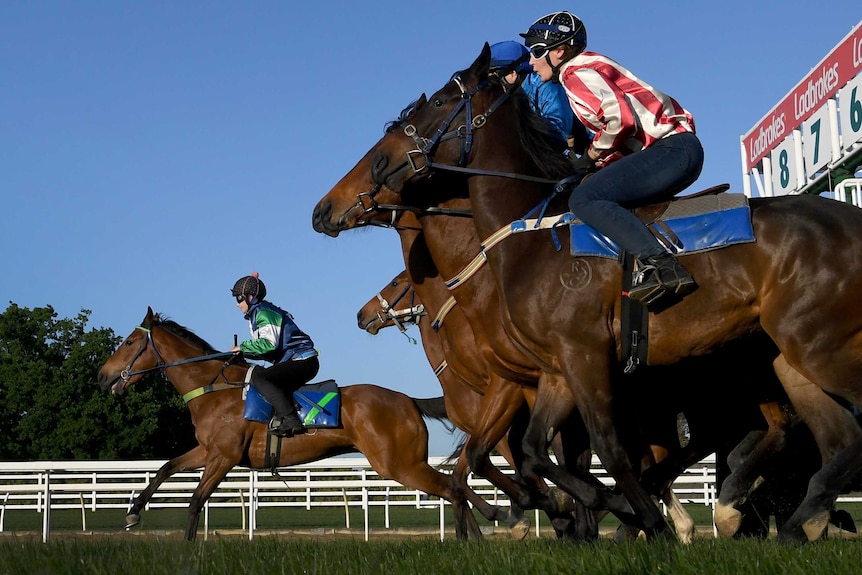 Horses take off from the starting gate during trackwork at Caulfield Racecourse in Melbourne.