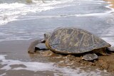Green sea turtle Yoda enters the water on Quoin Island