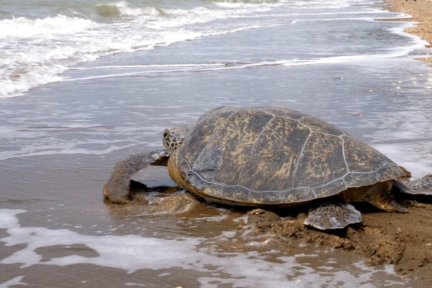 Green sea turtle Yoda enters the water on Quoin Island