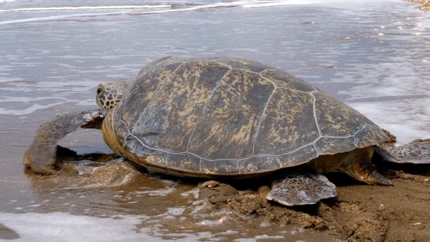 Green sea turtle Yoda enters the water on Quoin Island