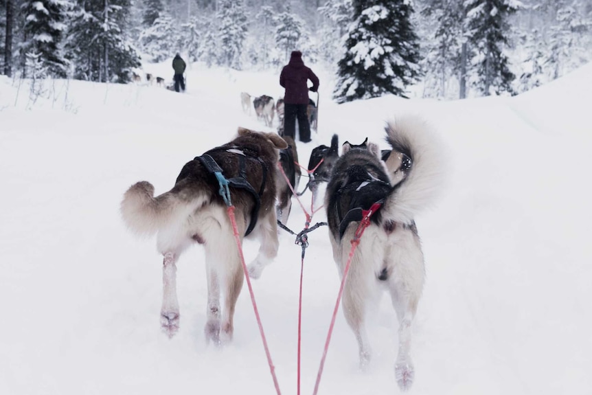 Sled dogs in the snow.