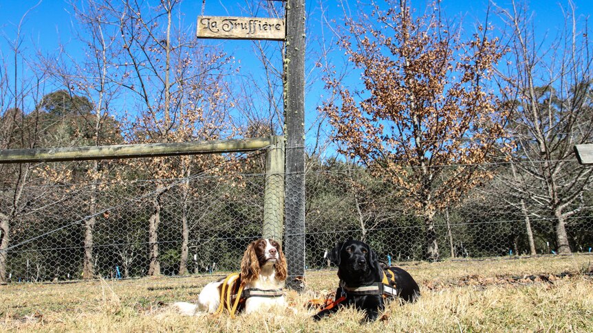 A labrador and springer sit in the sun under a sign reading La Truffiere