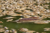 Fish floating in water