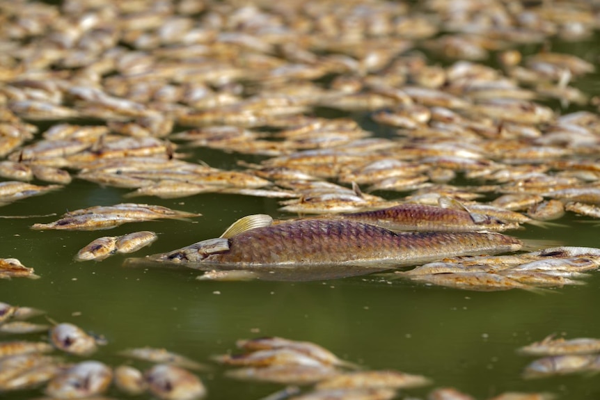 Fish floating in water