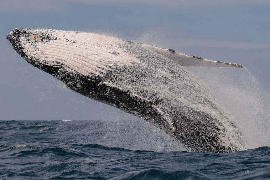 Adult humpback whale breaching off Port Macquarie coast