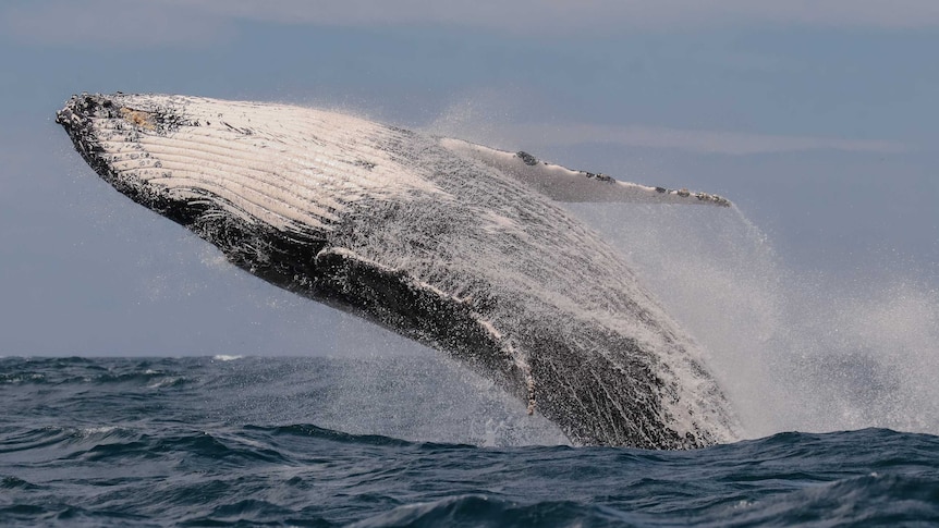Adult humpback whale breaching off Port Macquarie coast