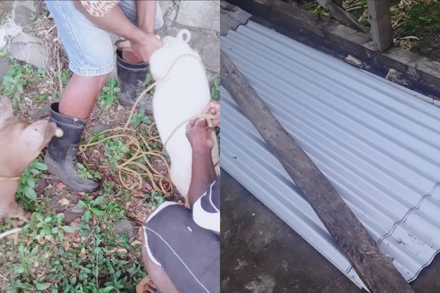 A composite image shows two pigs being tied up and sheets of corrugated metal.