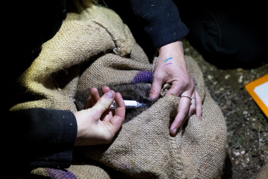 The top of a wallaby appears through a hessian bag as a persons hand uses a needle to inject a microchip under its skin.